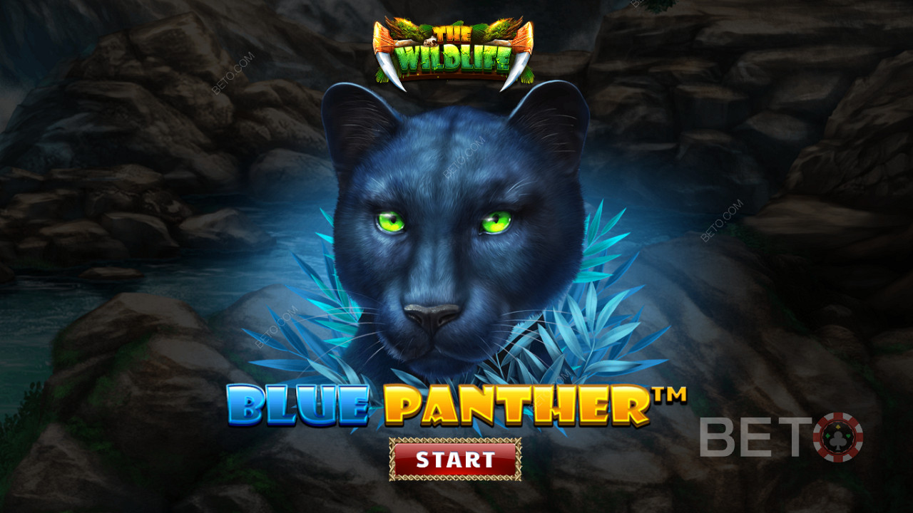 Jelajahi hutan di antara binatang buas di malam hari di slot Blue Panther